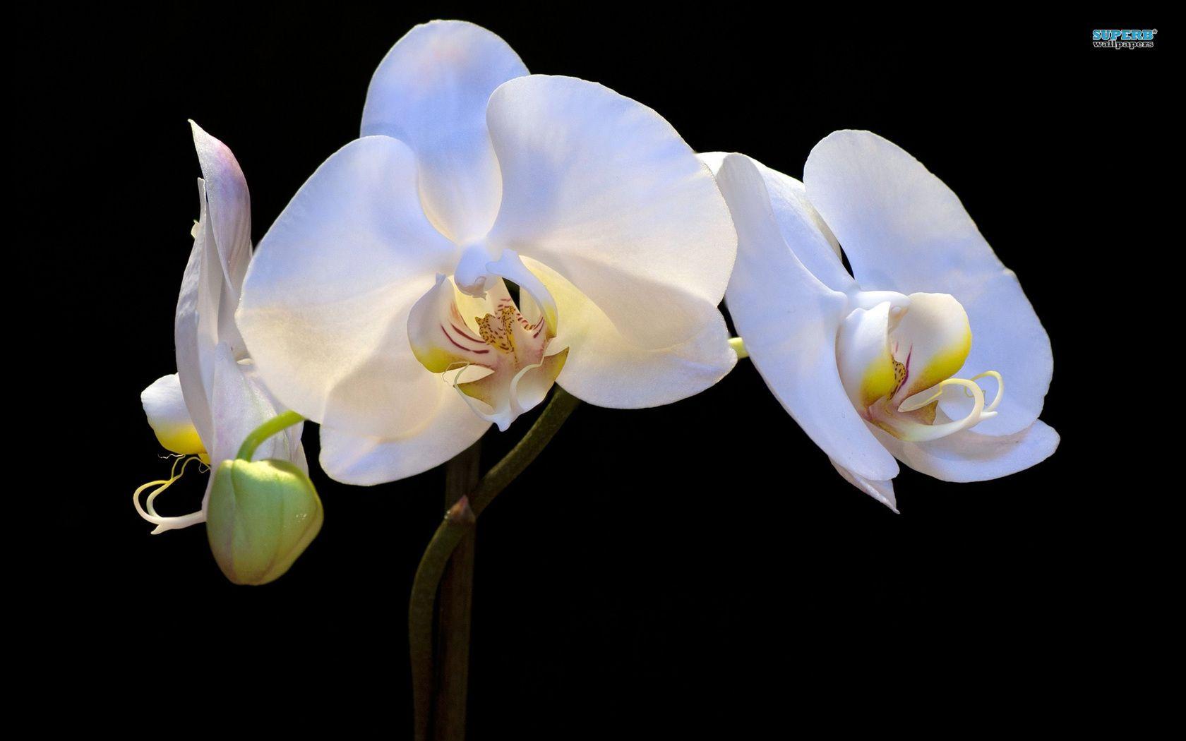 White Orchid Wallpapers