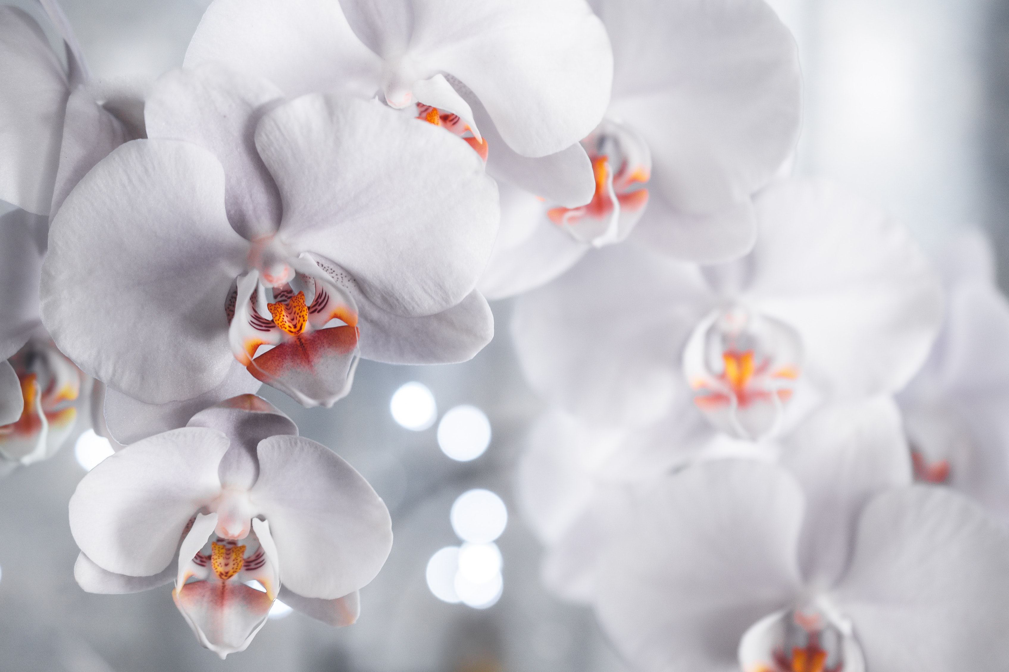 White Orchid Wallpapers