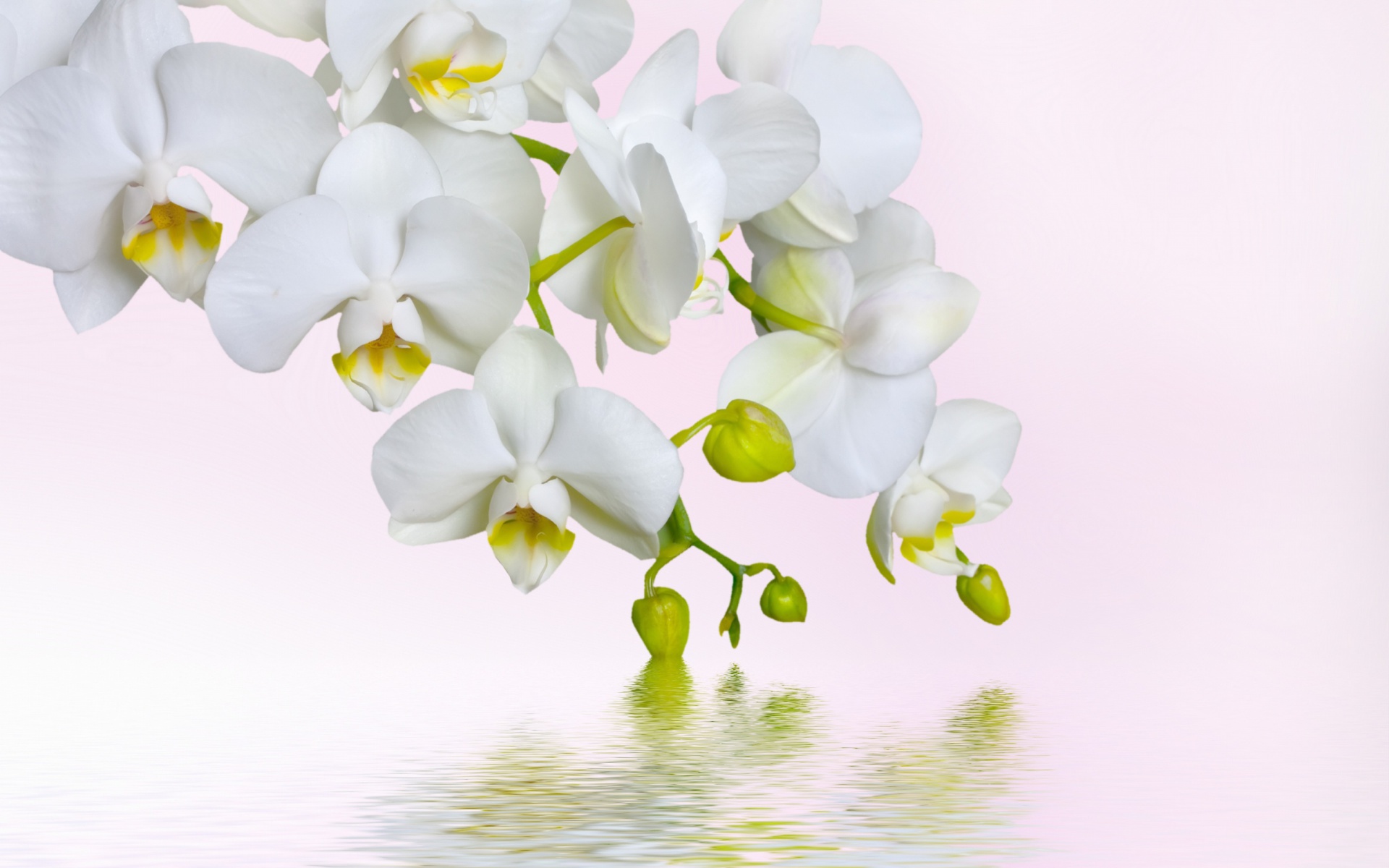 White Orchid Wallpapers