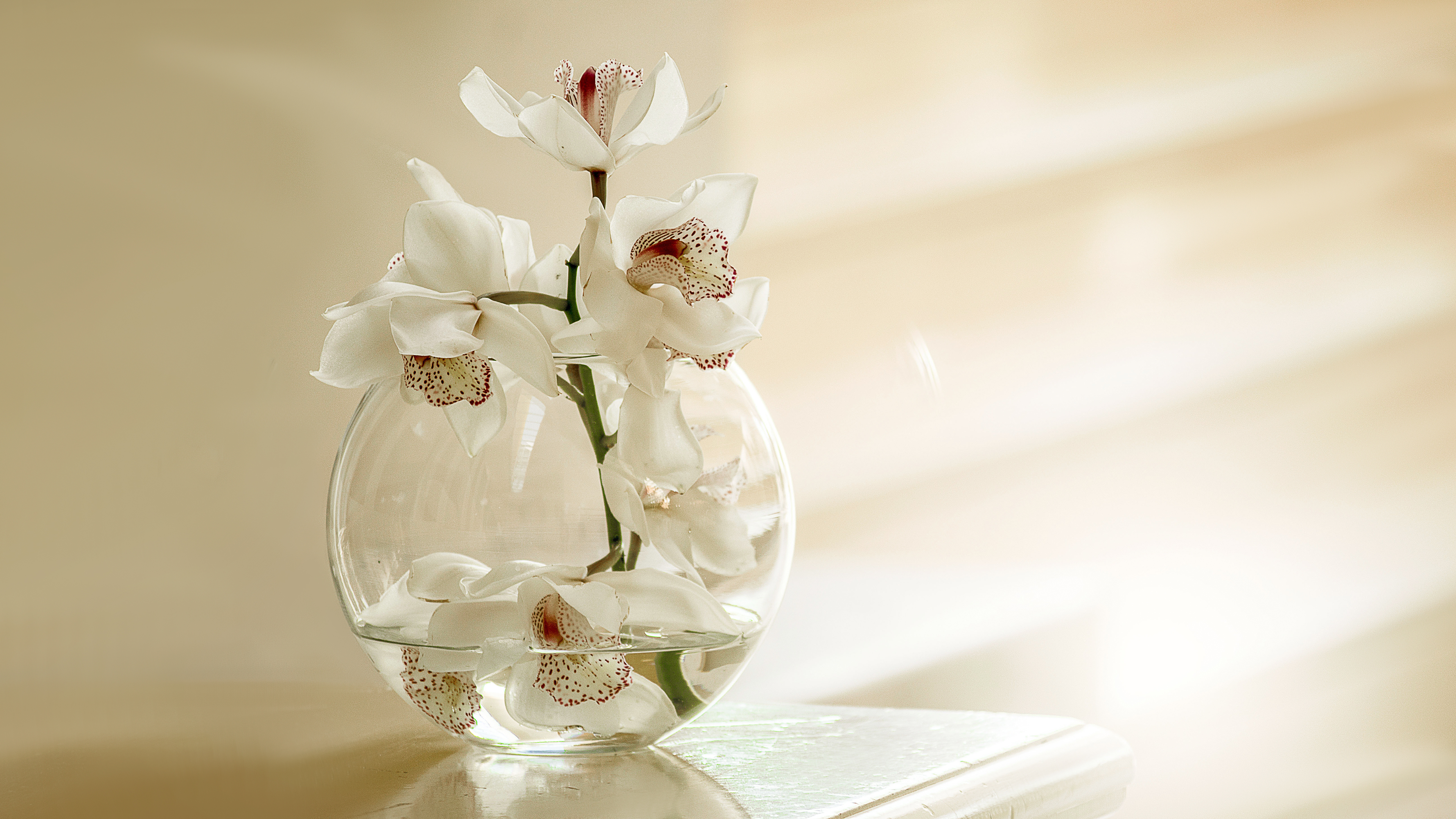 White Orchid Wallpapers