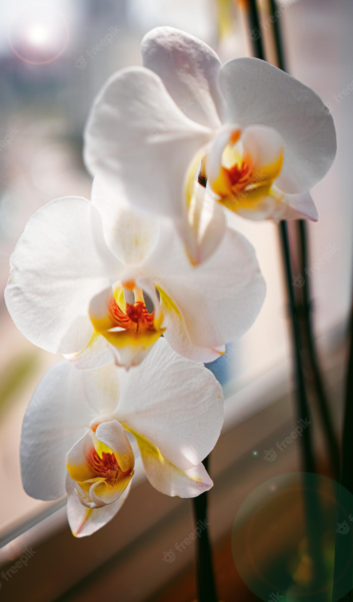 White Orchid Wallpapers