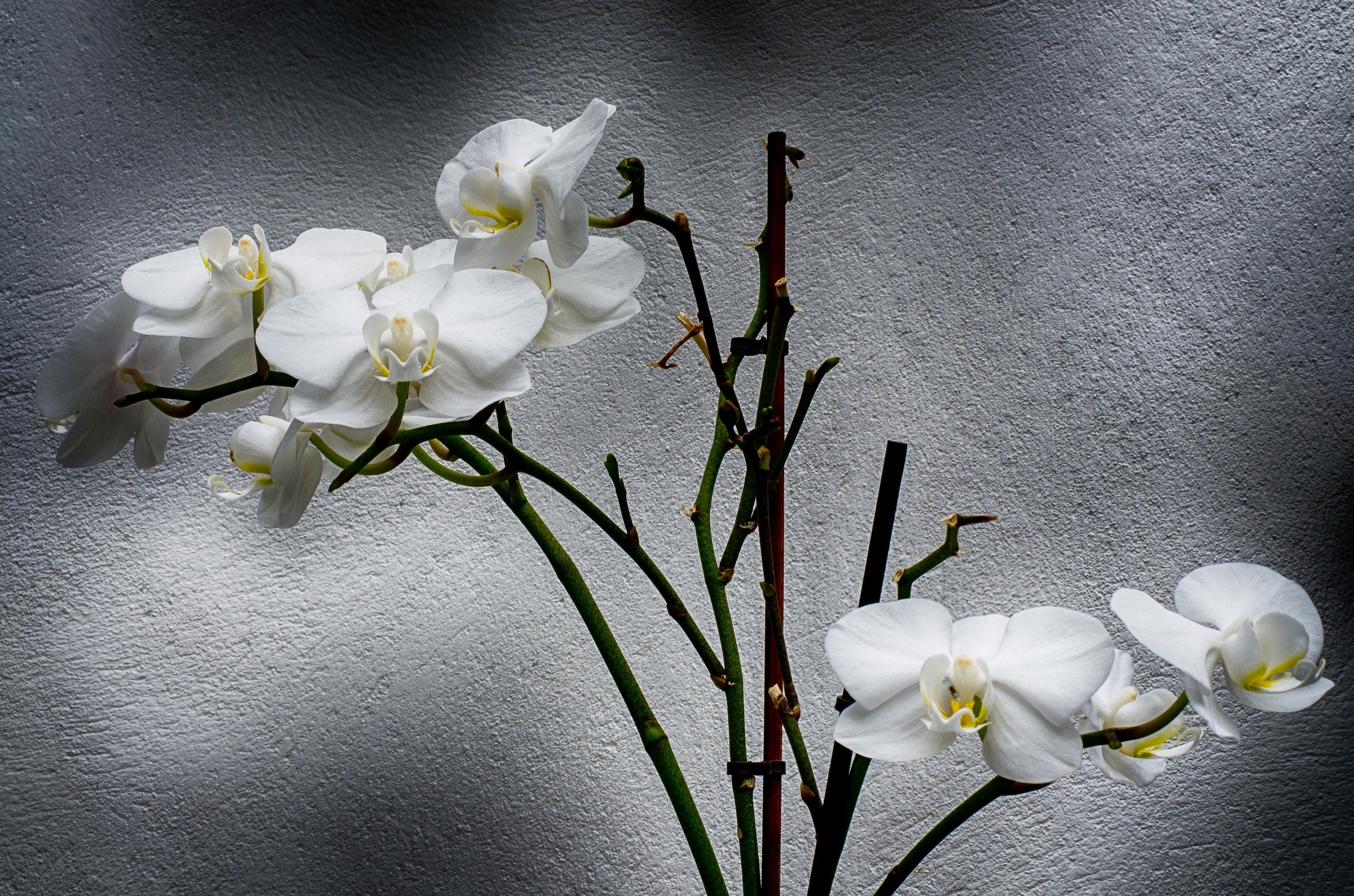 White Orchid Wallpapers