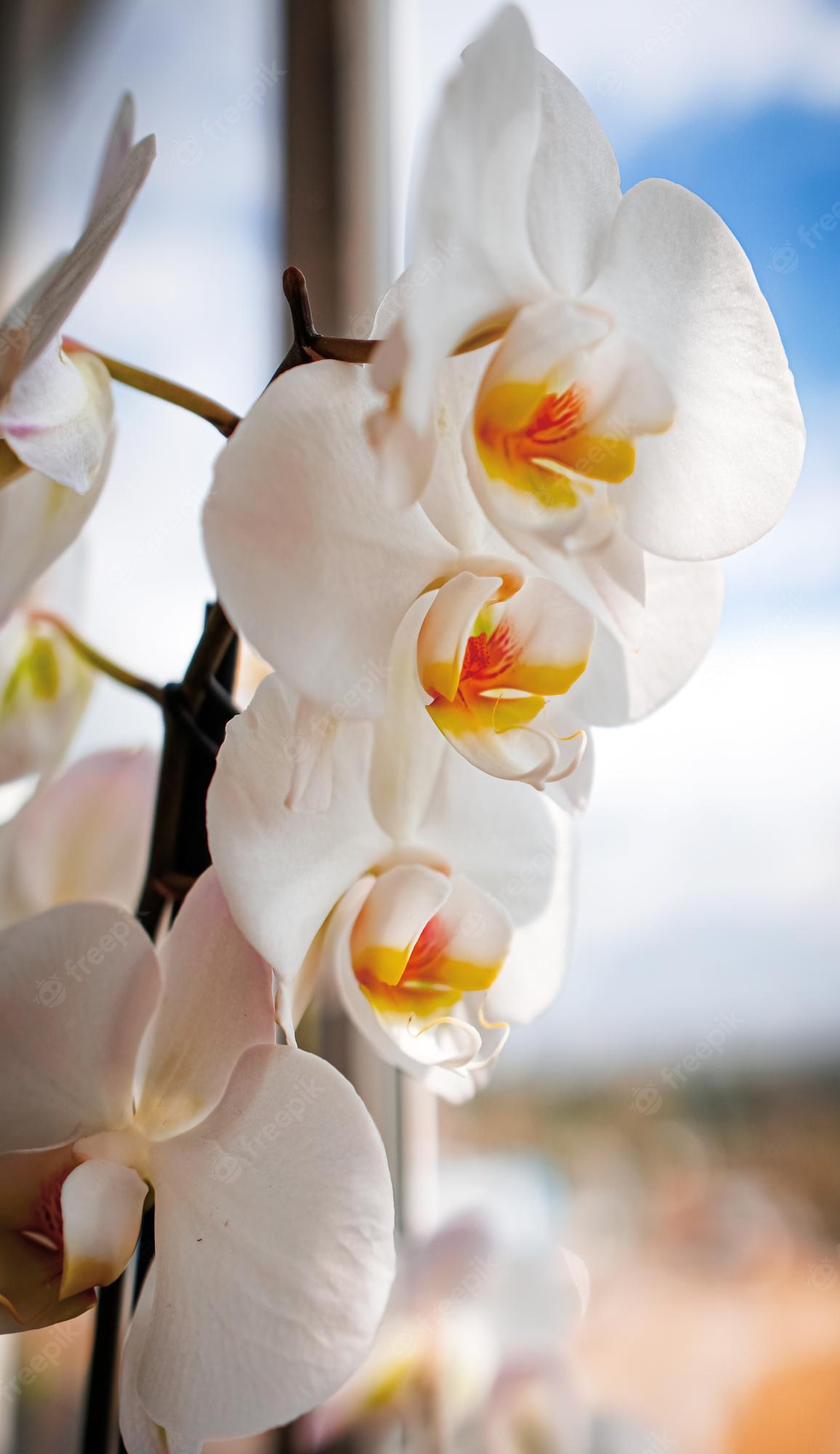 White Orchid Wallpapers