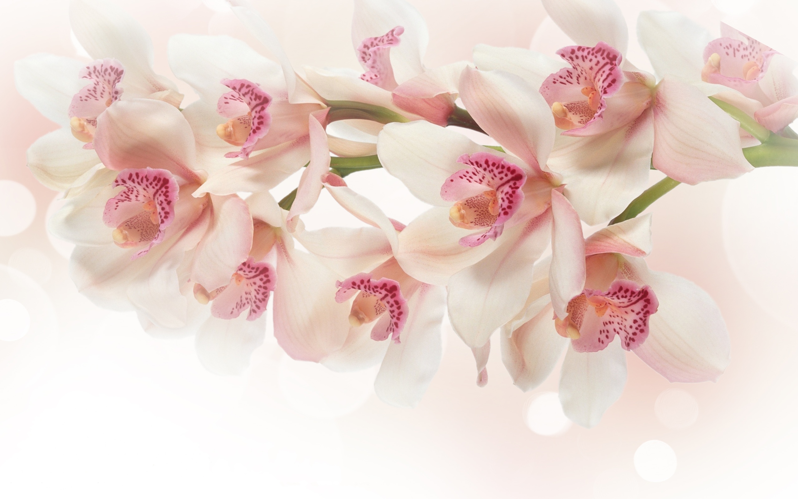 White Orchid Wallpapers