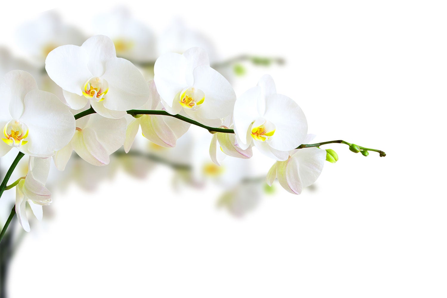 White Orchid Wallpapers