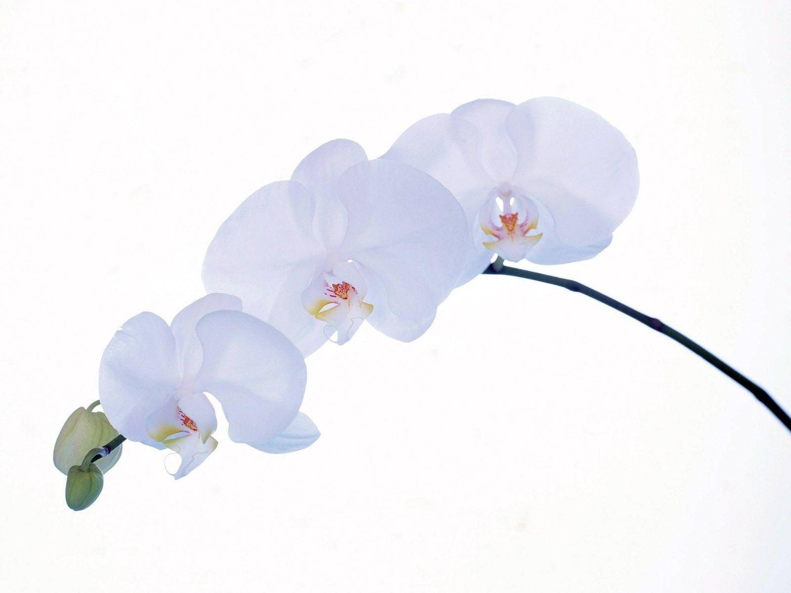 White Orchid Wallpapers