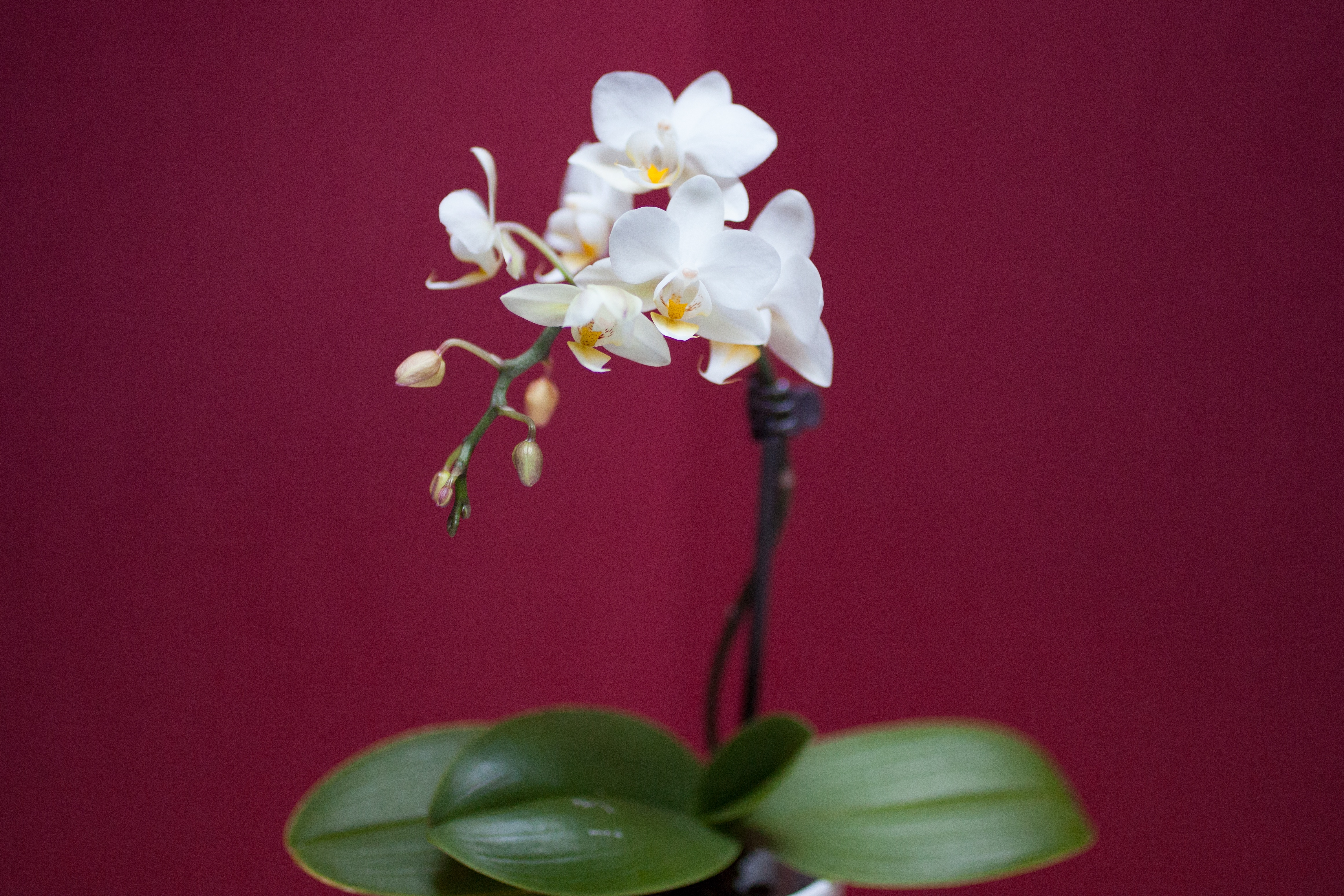 White Orchid Wallpapers