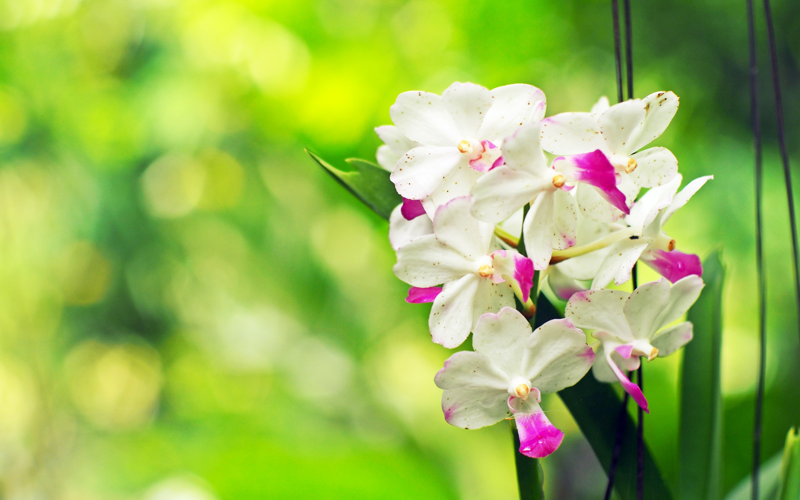 White Orchid Wallpapers