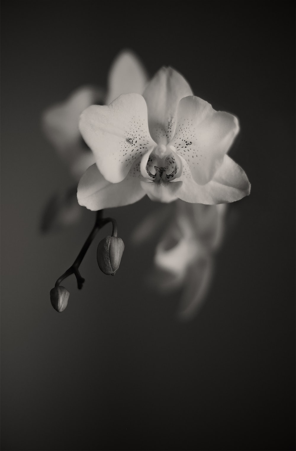 White Orchid Wallpapers