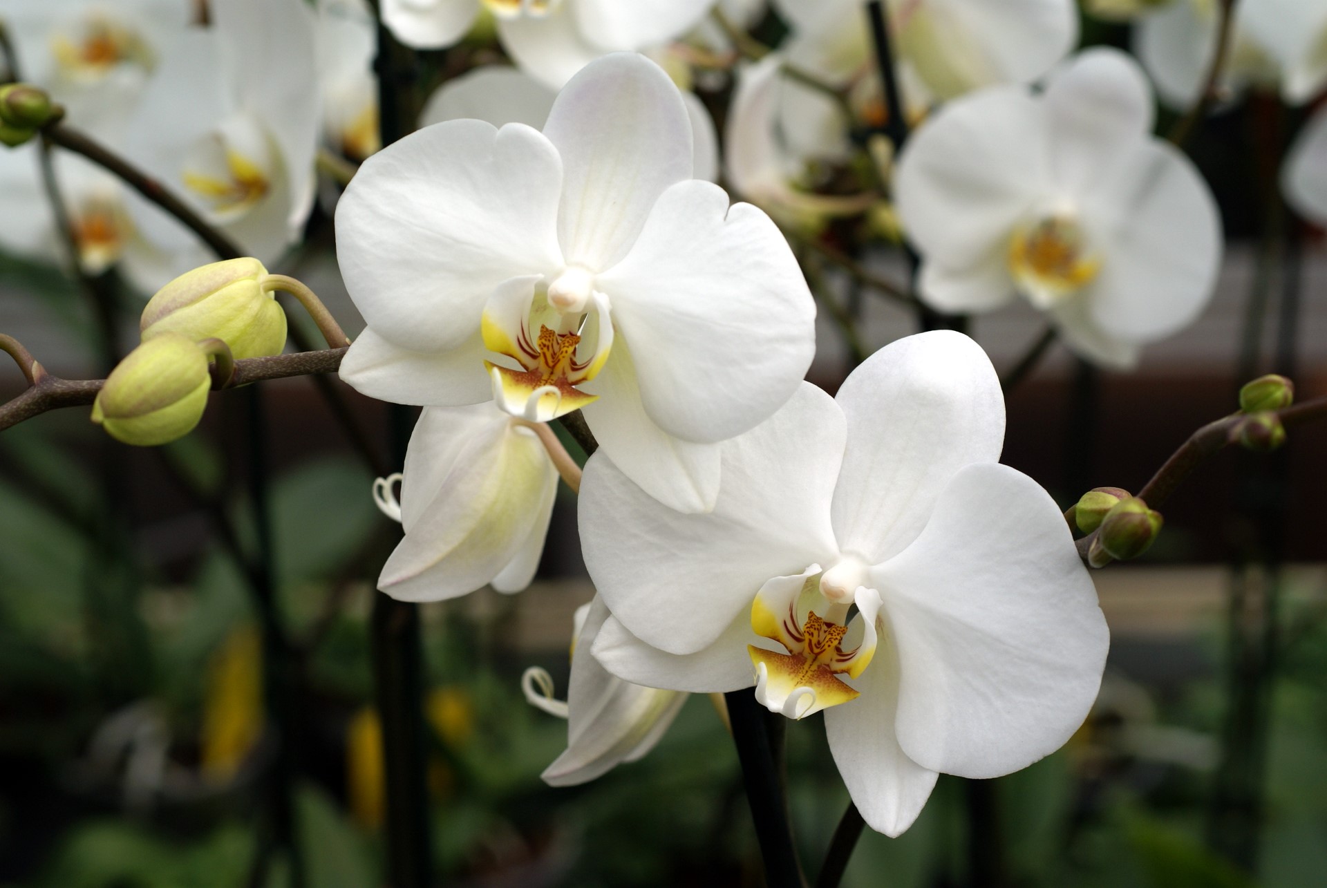 White Orchid Wallpapers