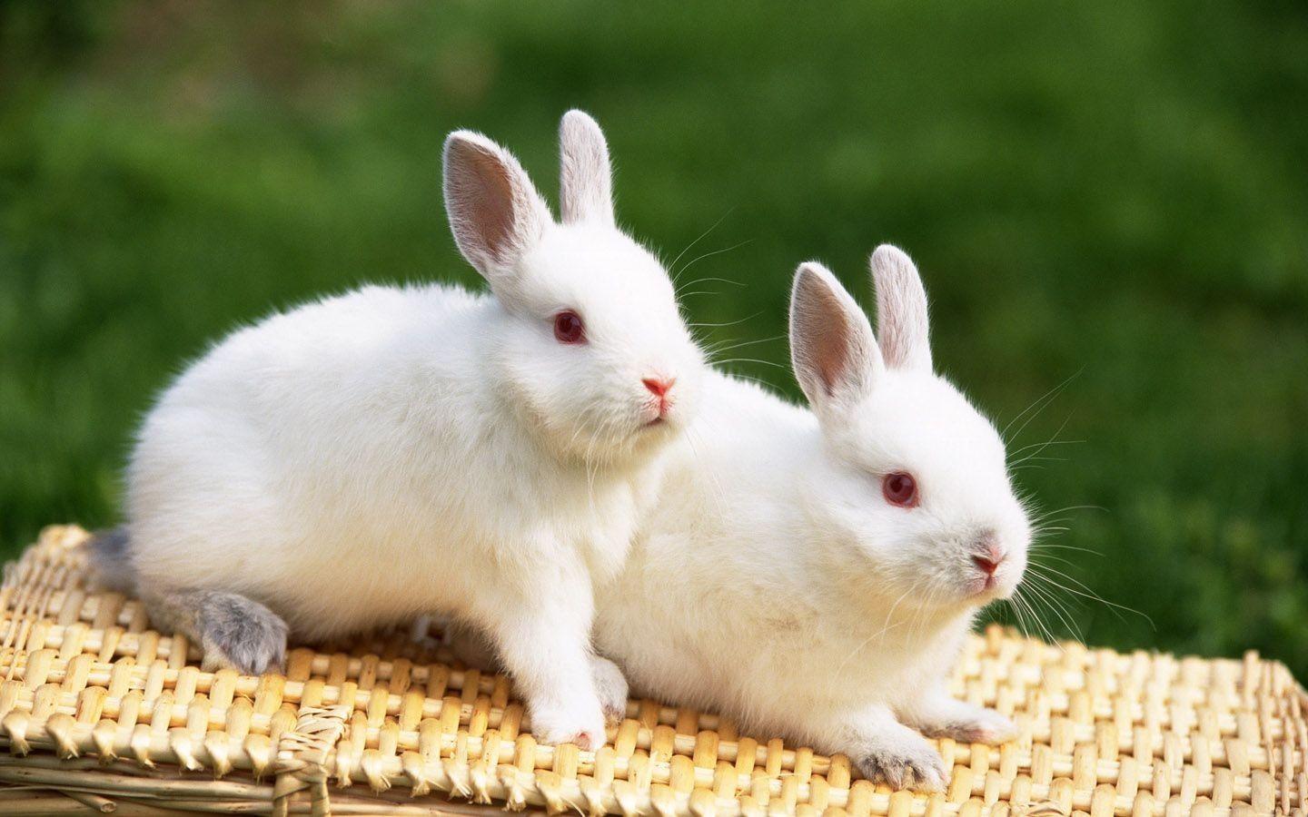 White Rabbit Wallpapers