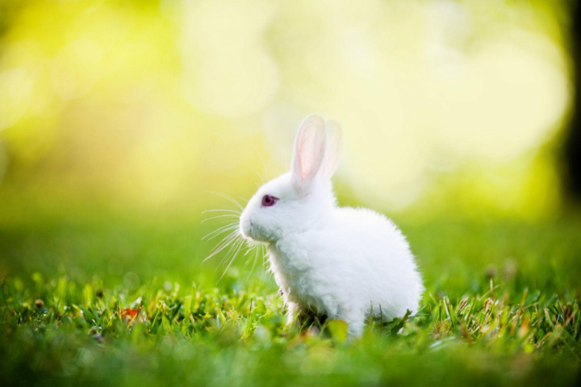 White Rabbit Wallpapers