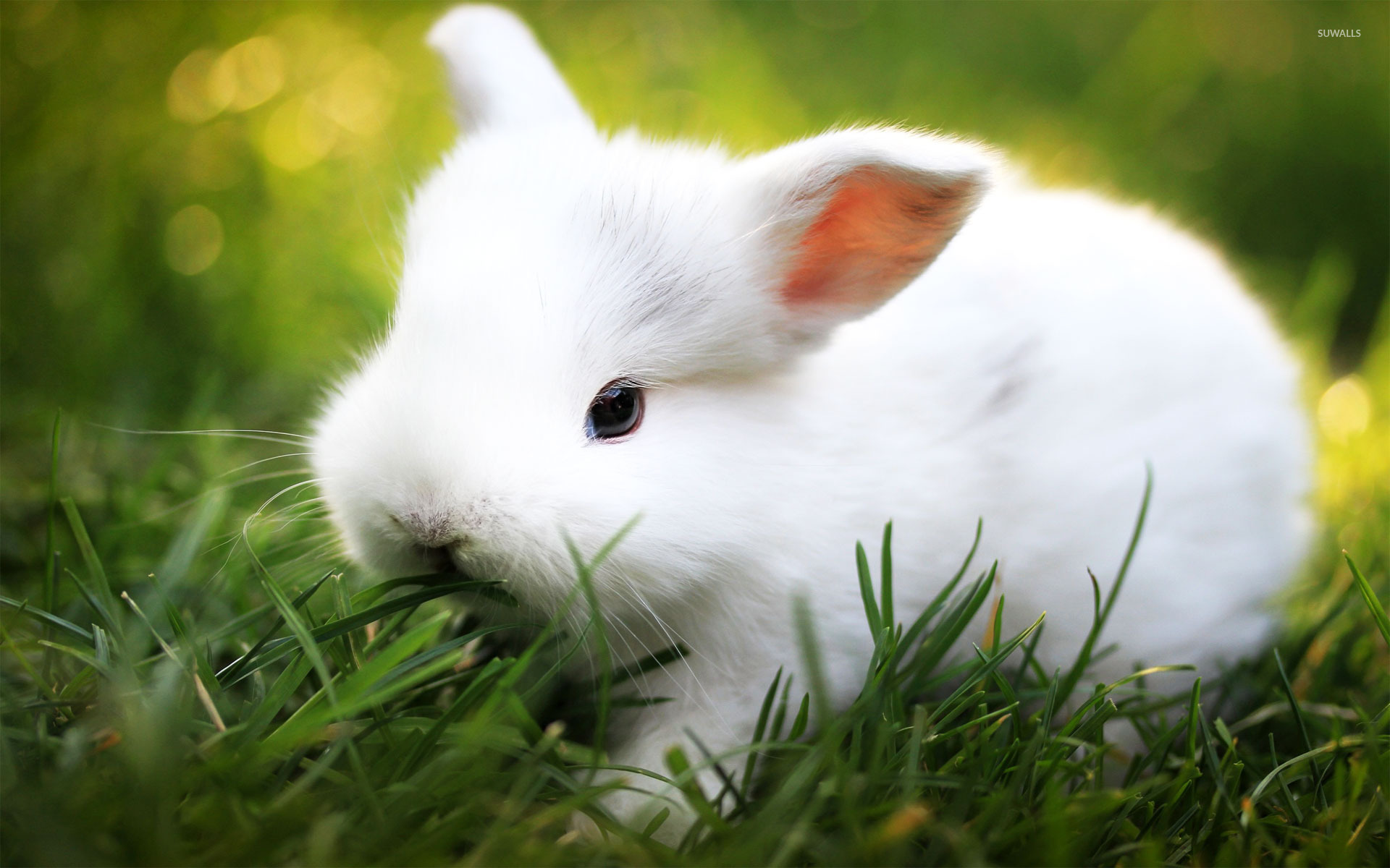 White Rabbit Wallpapers