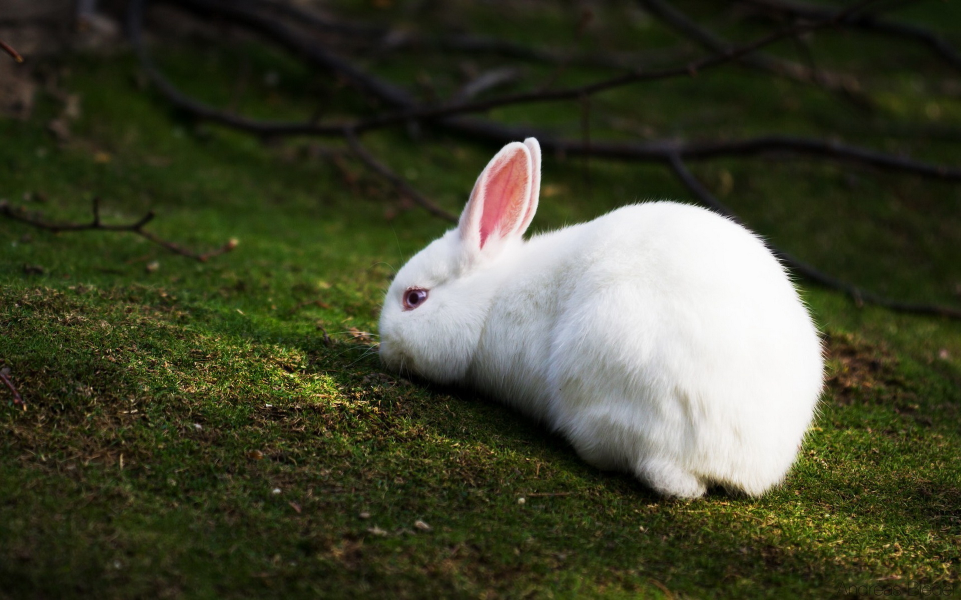 White Rabbit Wallpapers