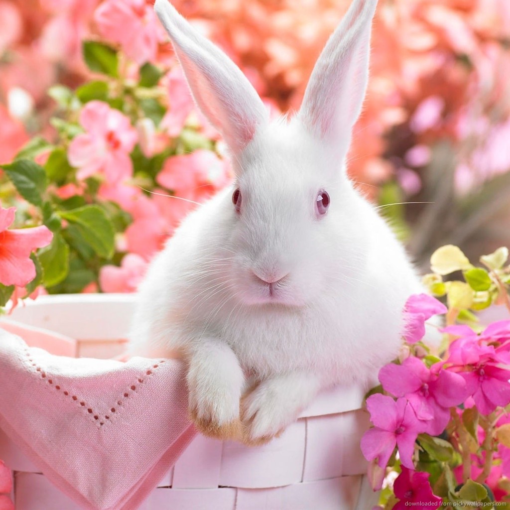 White Rabbit Wallpapers