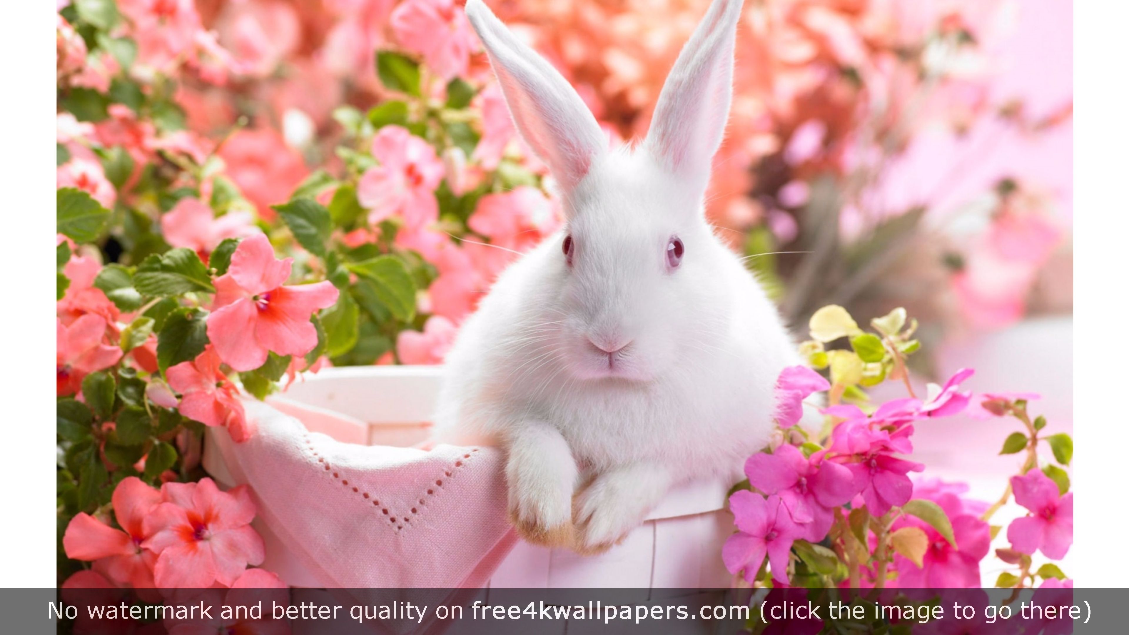 White Rabbit Wallpapers