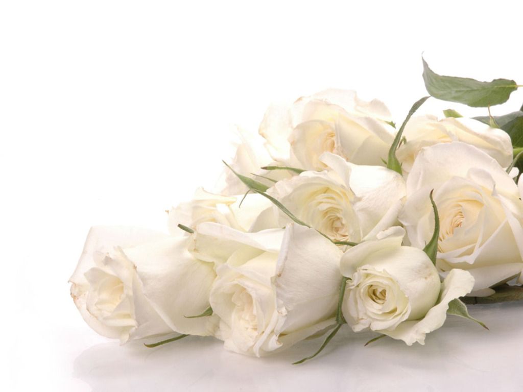 White Roses Screensaver Wallpapers