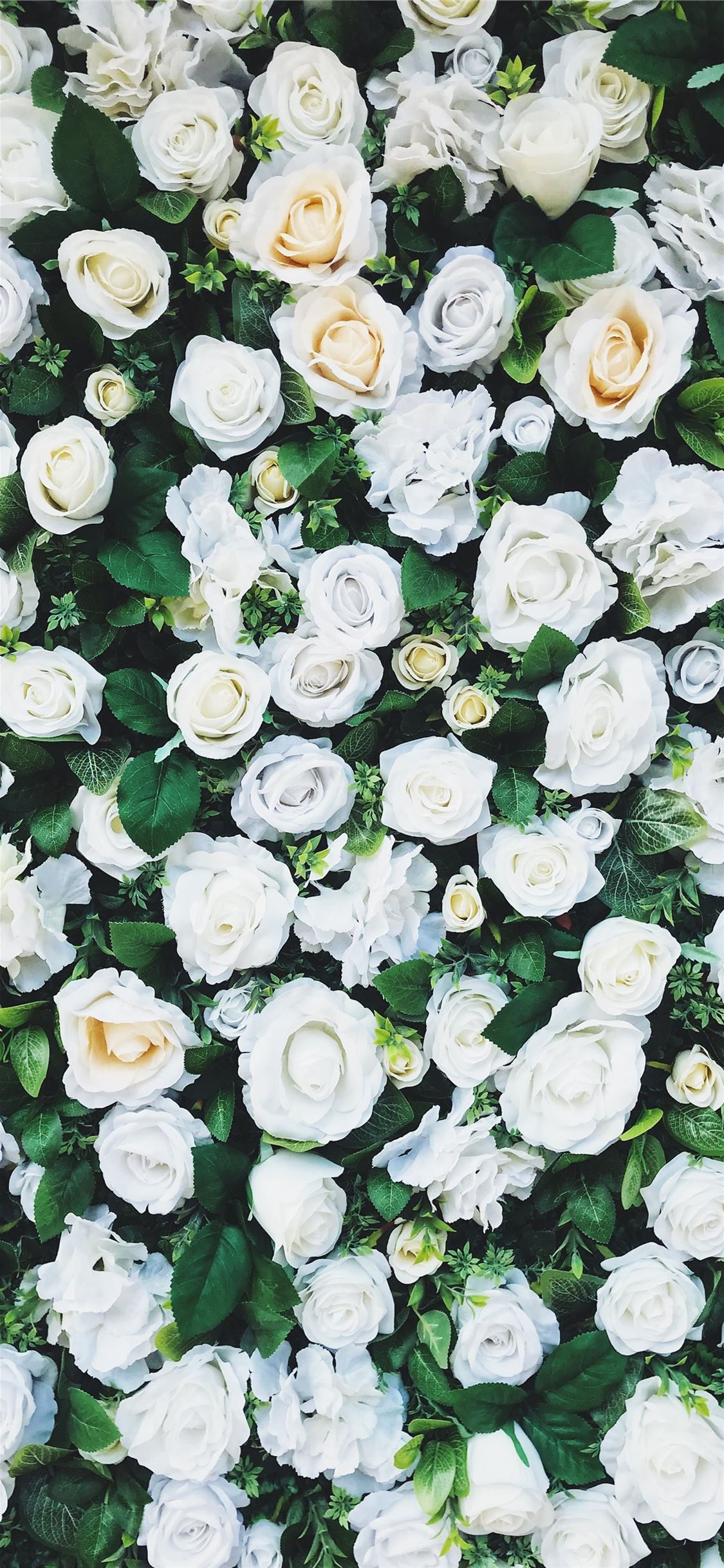 White Roses Screensaver Wallpapers