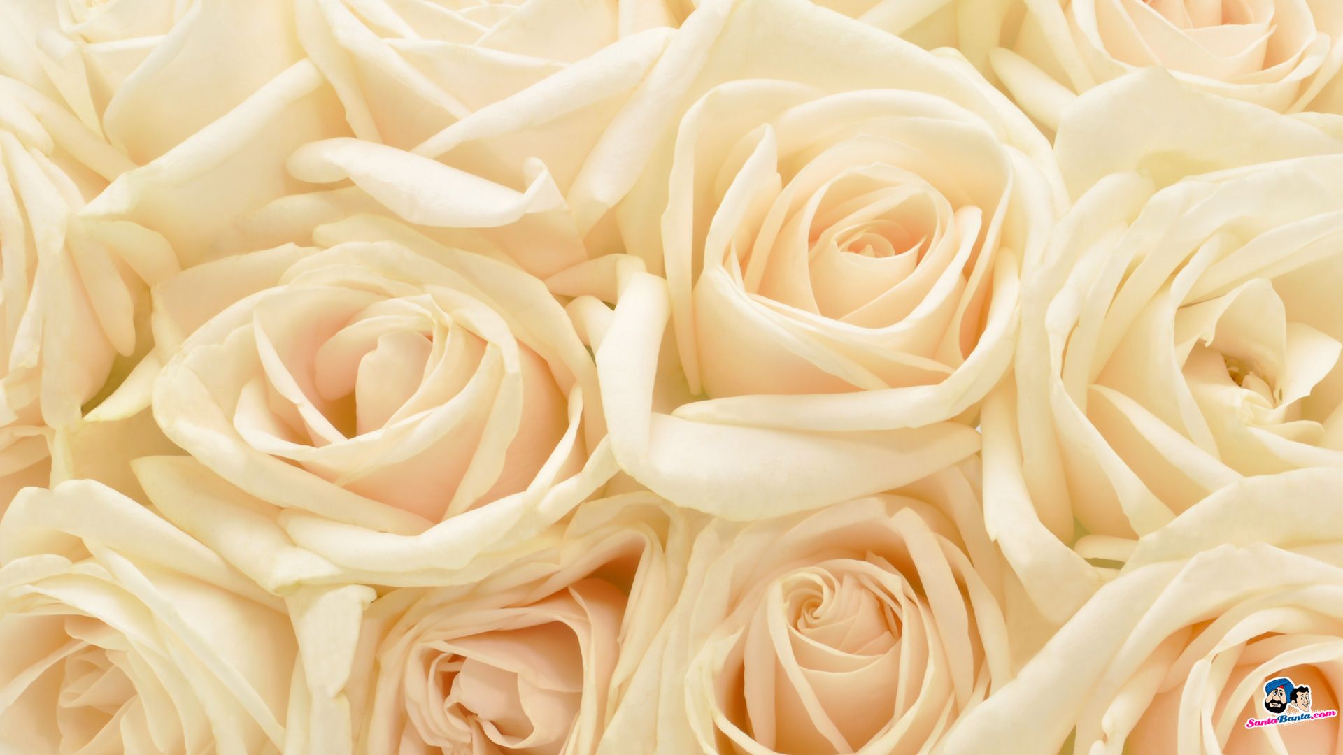 White Roses Screensaver Wallpapers