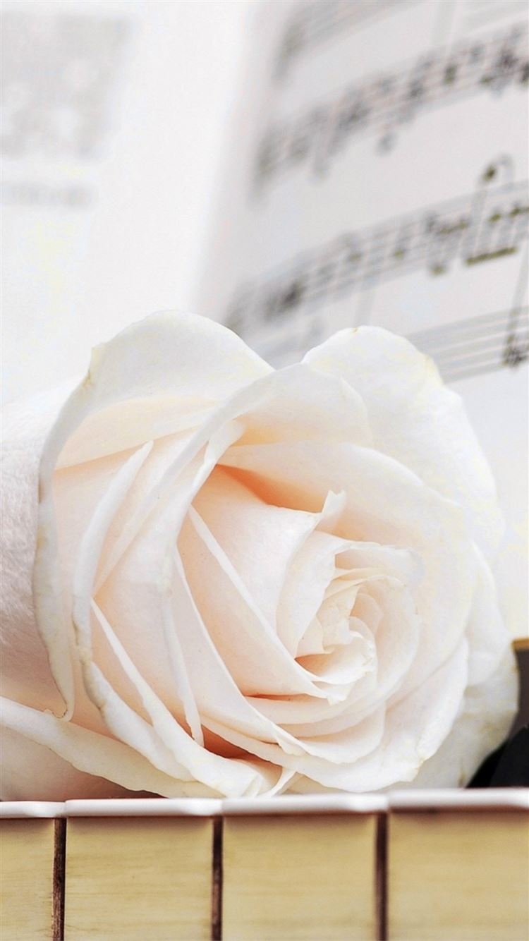 White Roses Screensaver Wallpapers