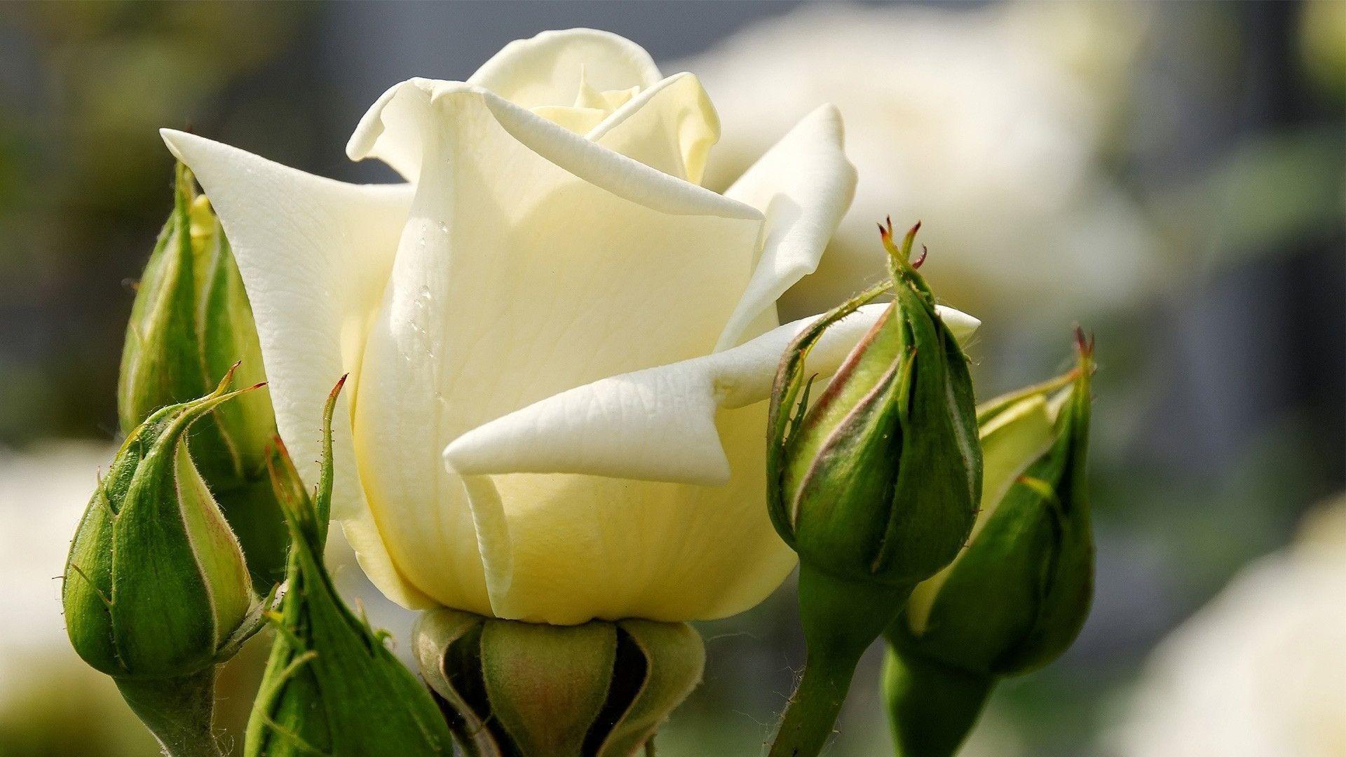 White Roses Screensaver Wallpapers