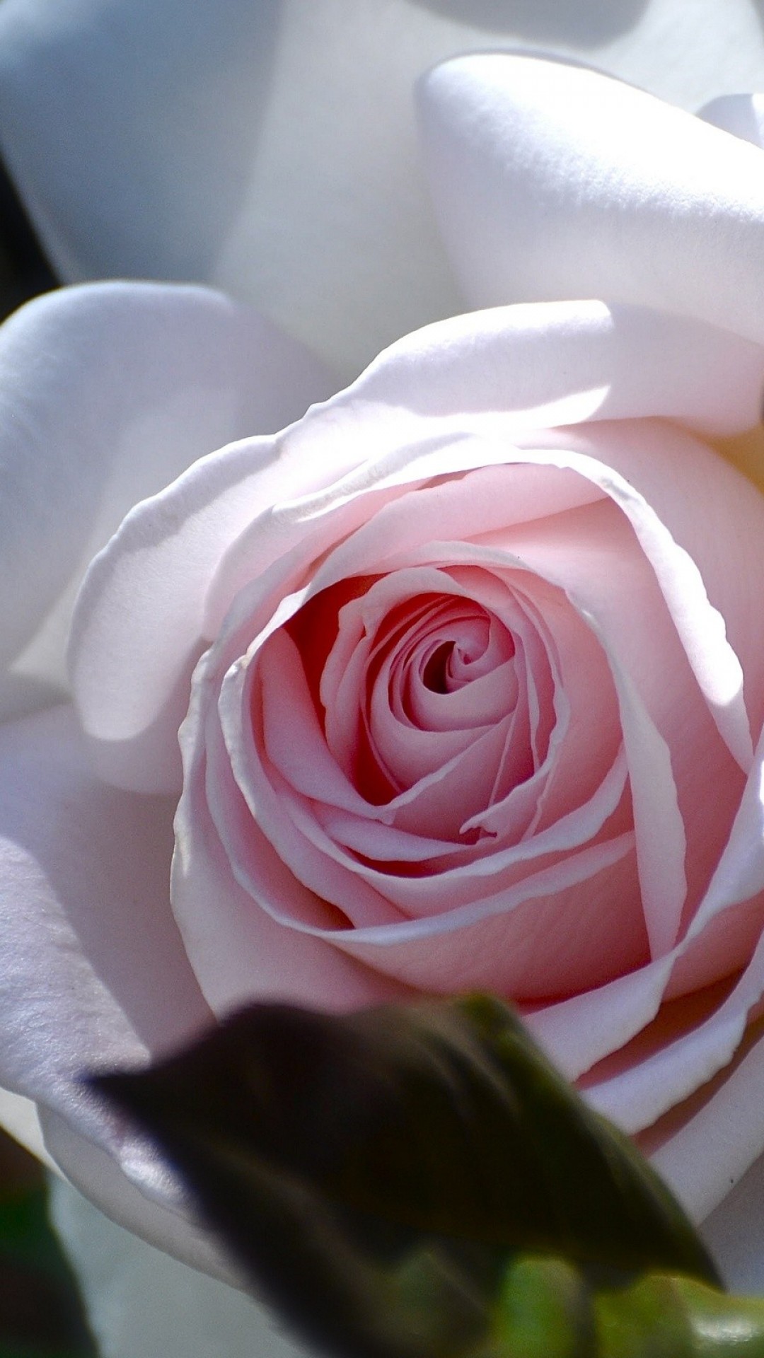 White Roses Screensaver Wallpapers