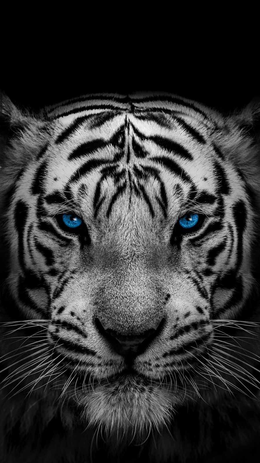 White Tiger Iphone Wallpapers