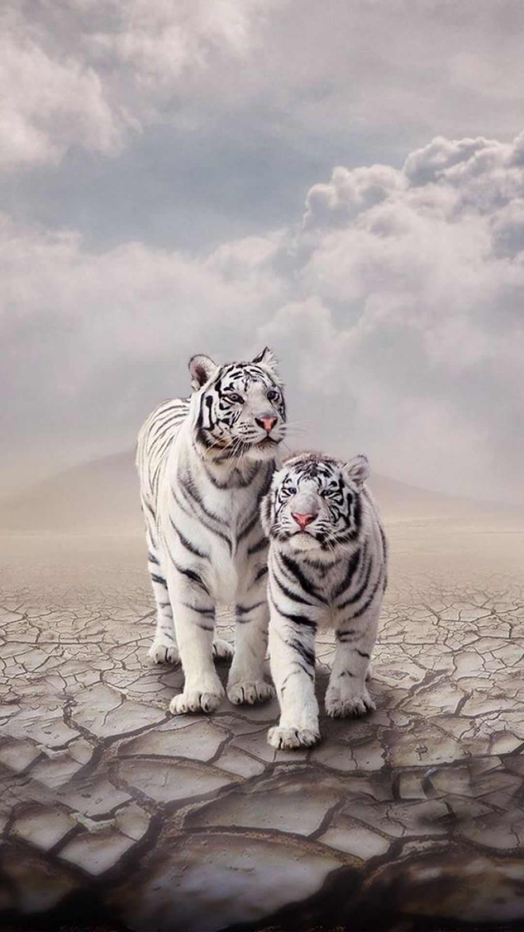 White Tiger Iphone Wallpapers