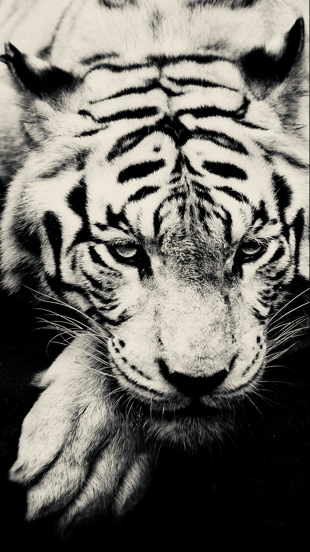 White Tiger Iphone Wallpapers