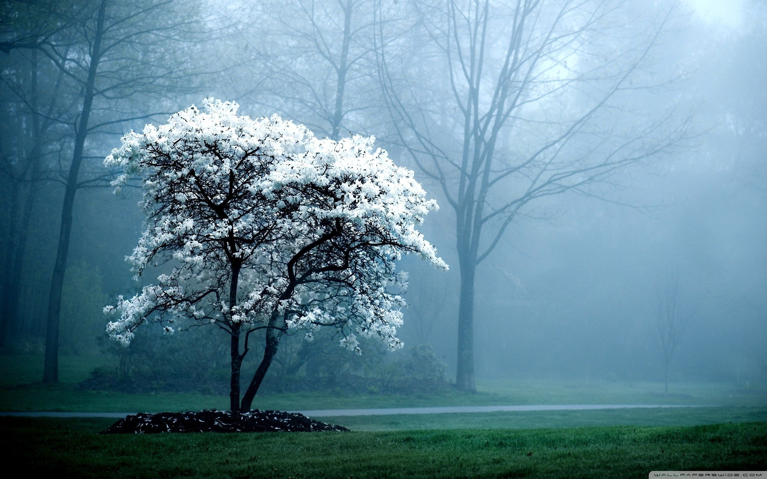 White Tree Snow Wallpapers