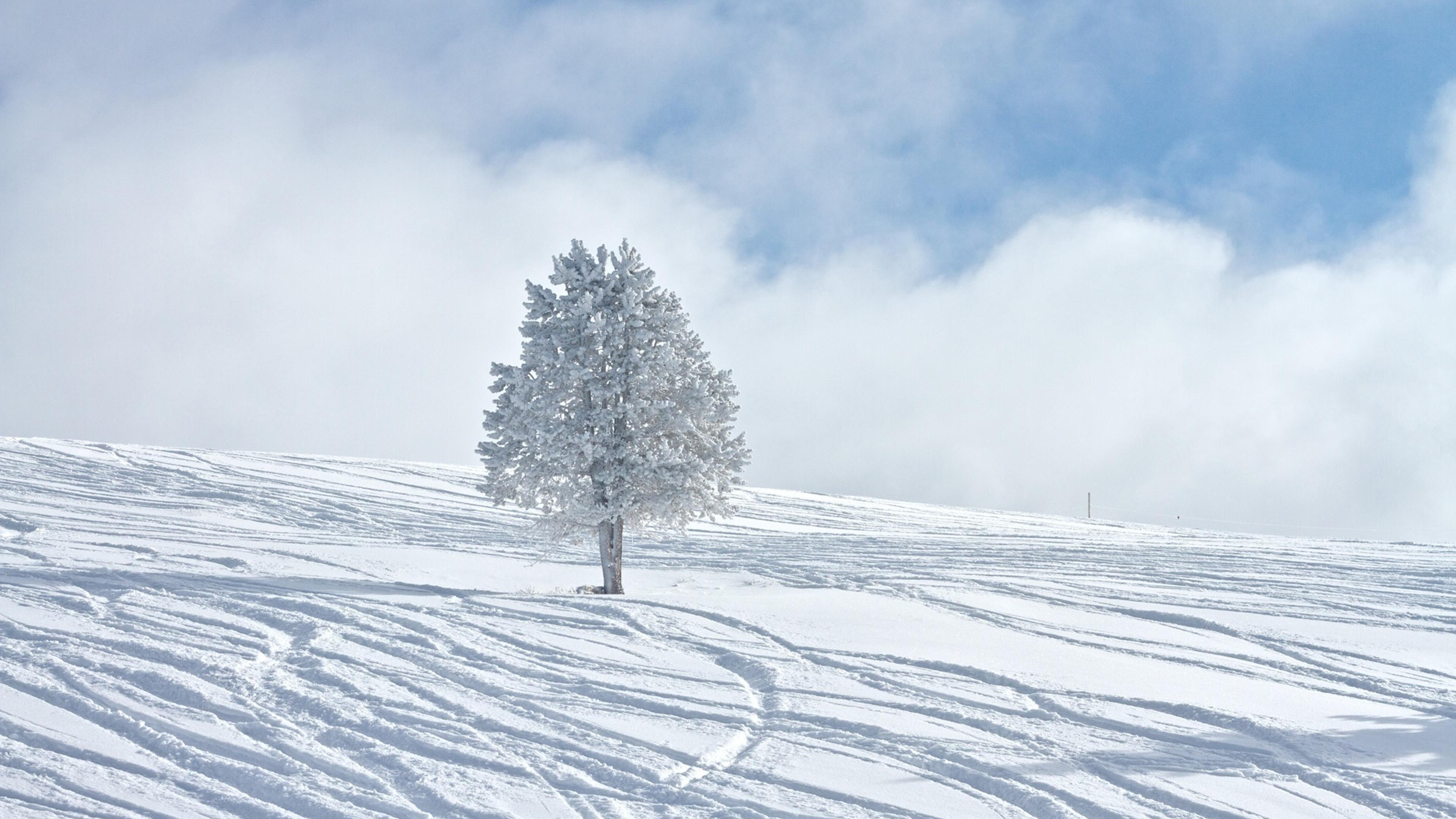 White Tree Snow Wallpapers