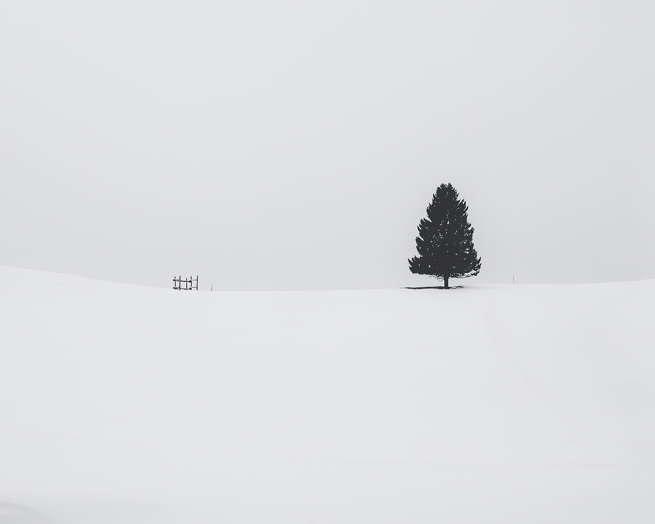 White Tree Snow Wallpapers