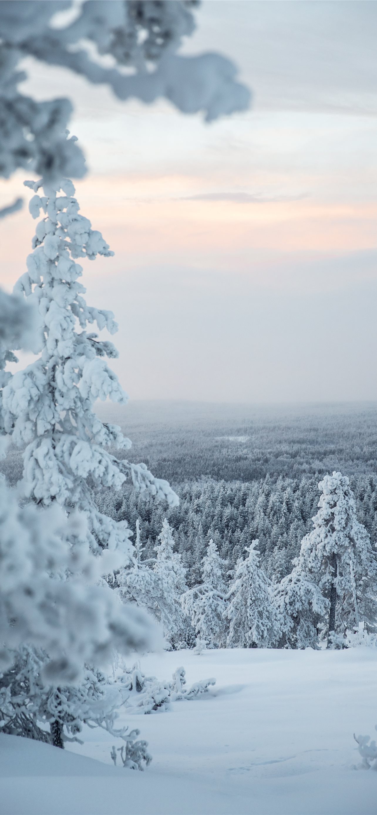 White Tree Snow Wallpapers