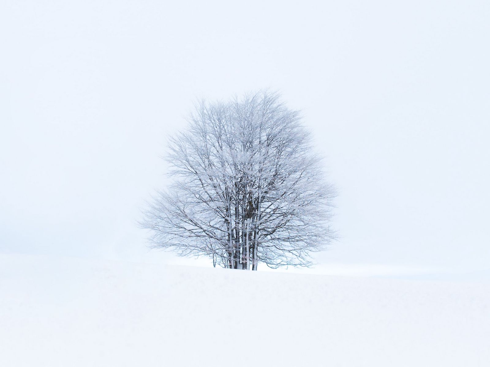 White Tree Snow Wallpapers