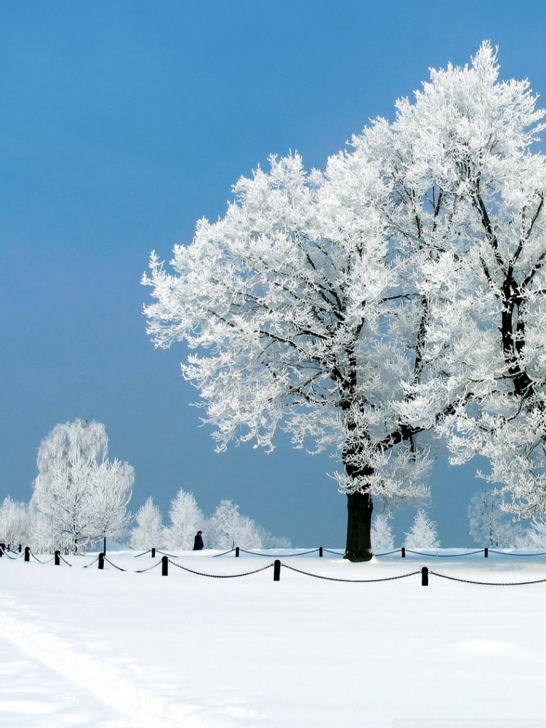 White Tree Snow Wallpapers