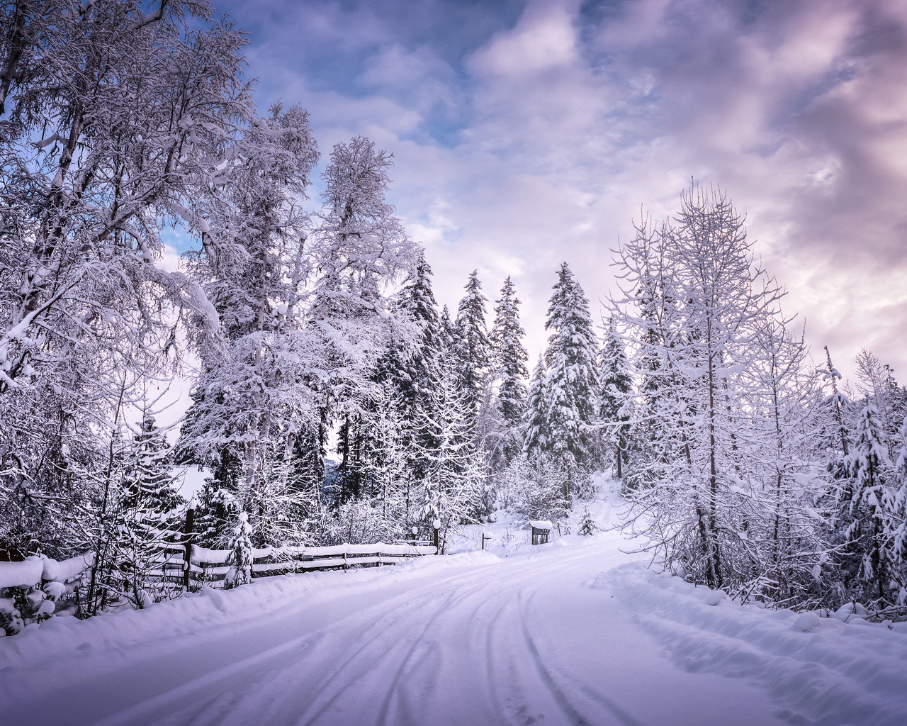 White Tree Snow Wallpapers