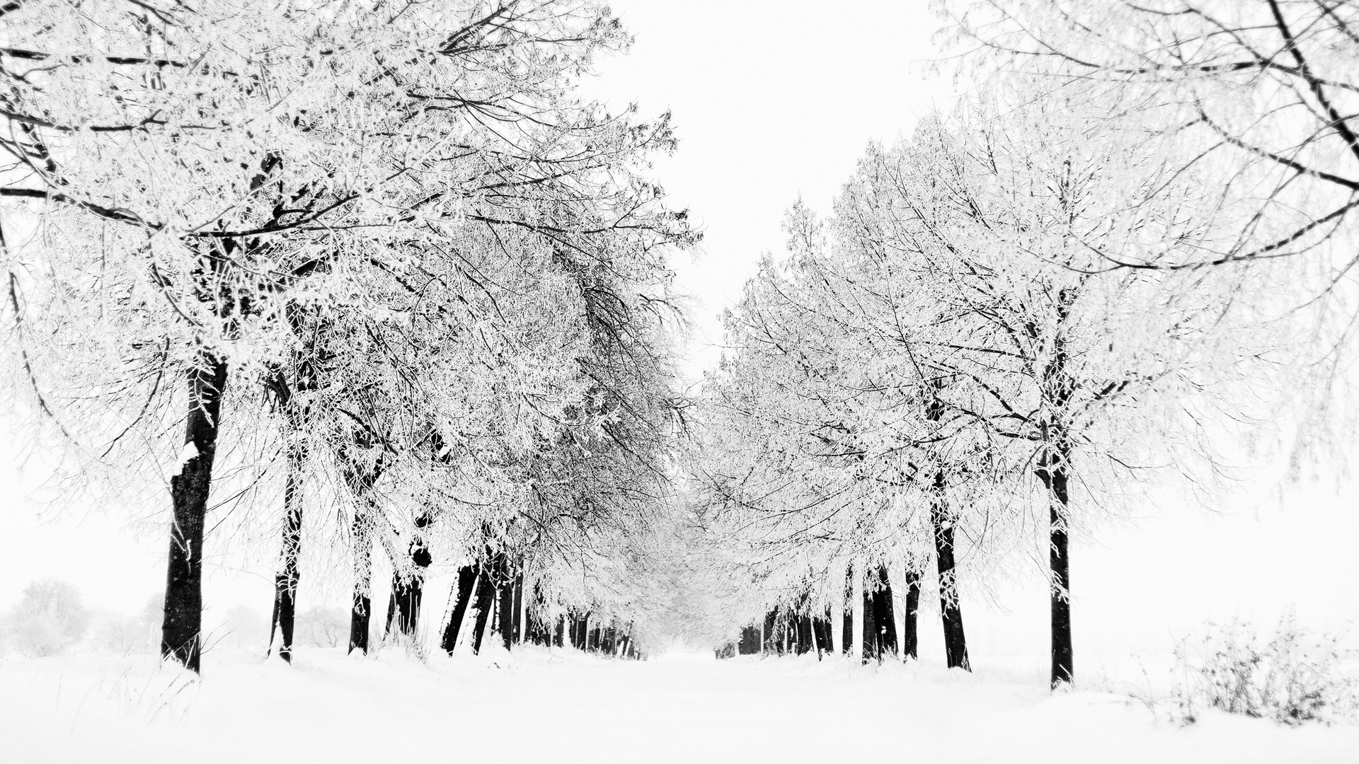 White Tree Snow Wallpapers