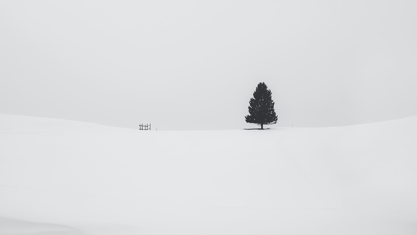 White Tree Snow Wallpapers