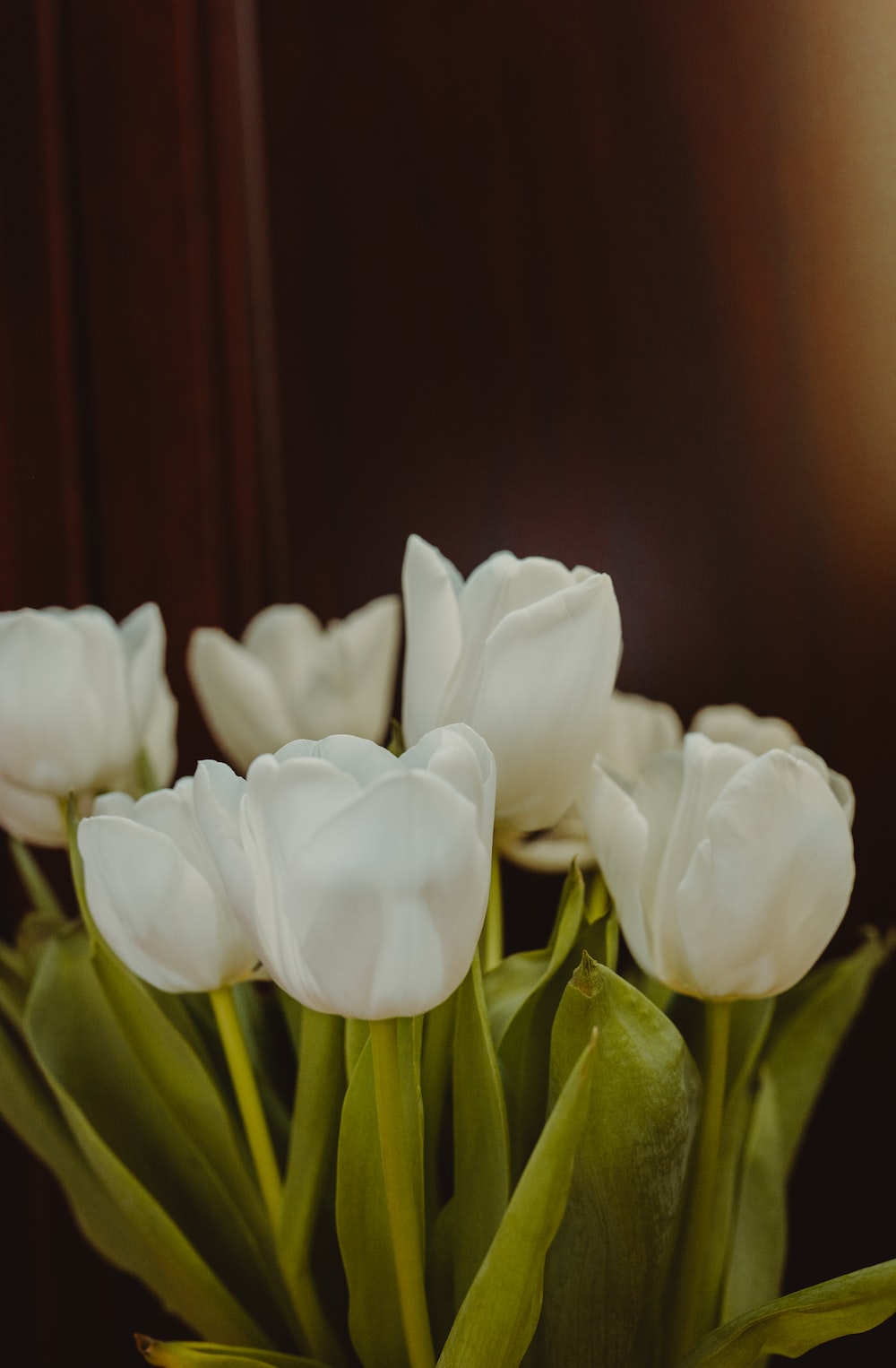 White Tulips Wallpapers