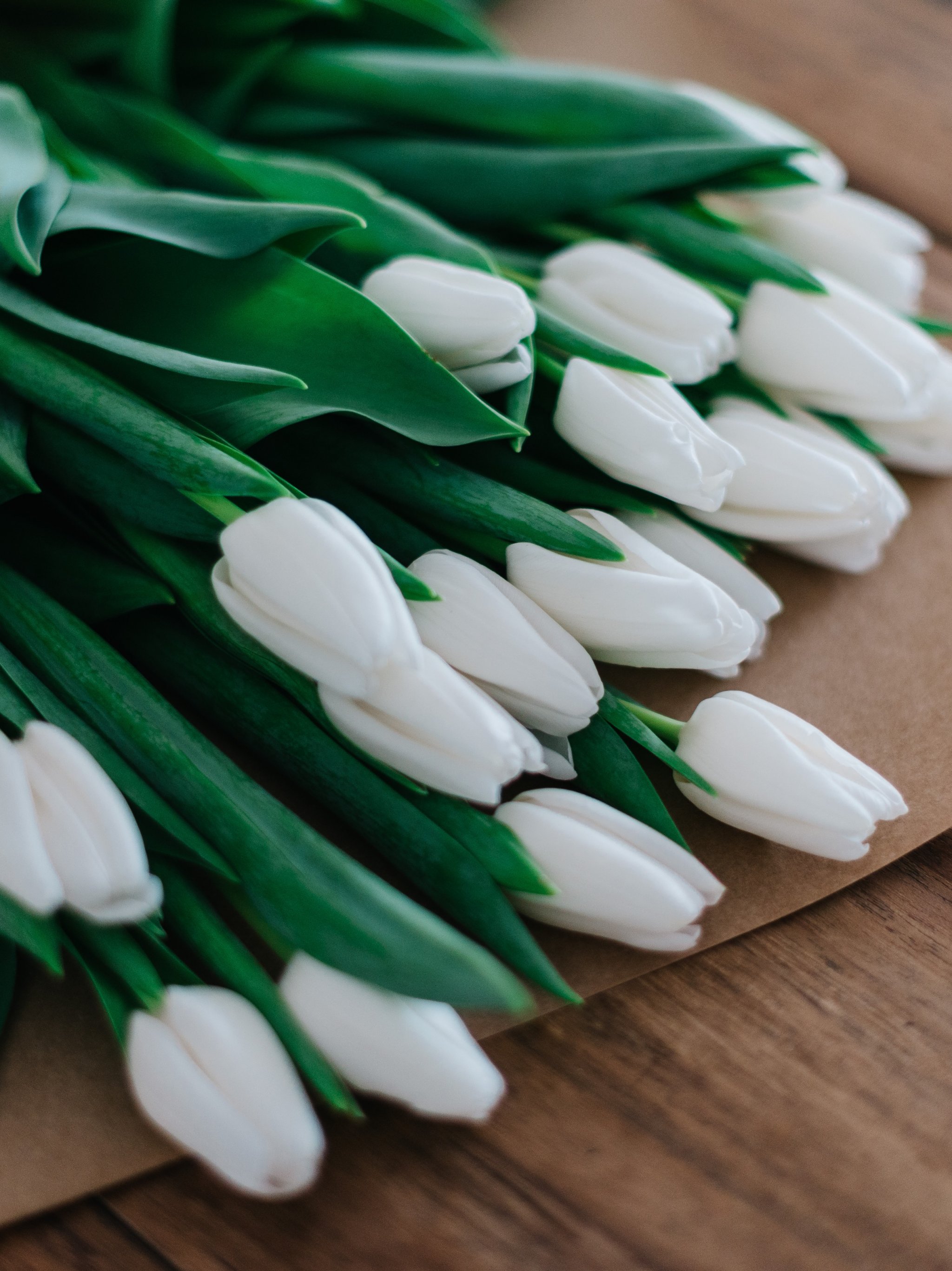 White Tulips Wallpapers