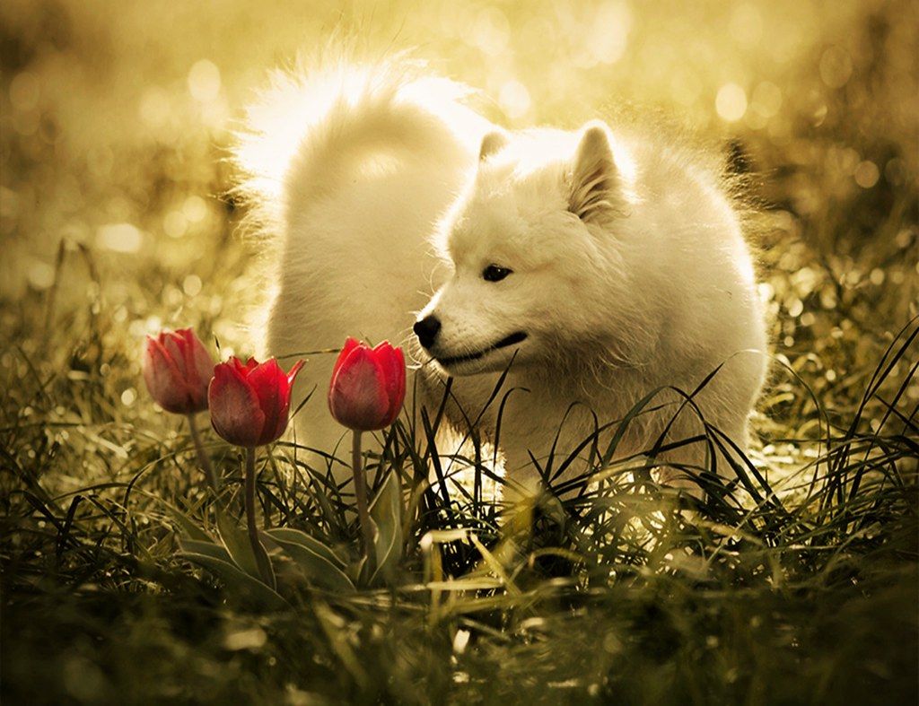 White Wolf Baby Wallpapers