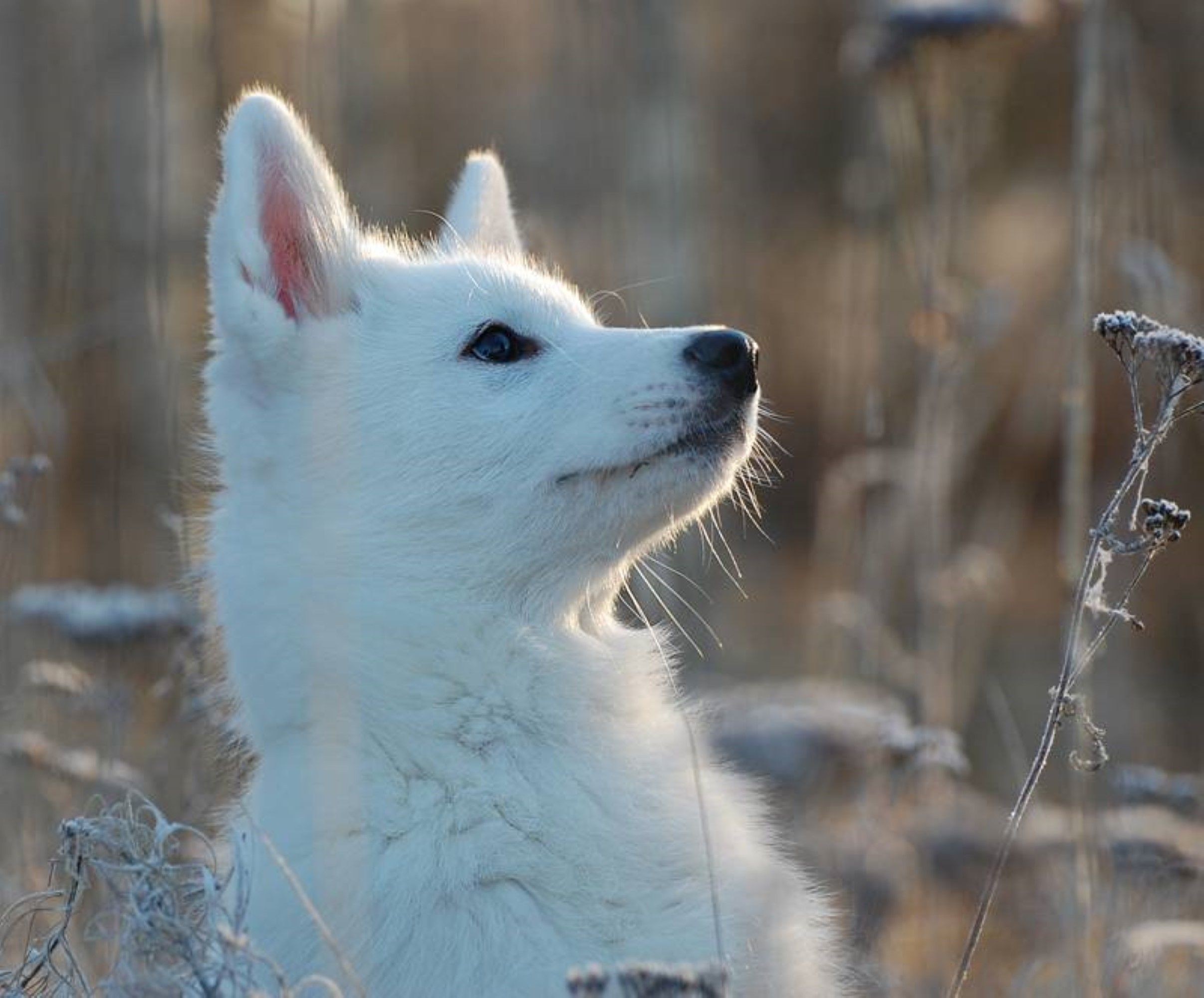 White Wolf Baby Wallpapers