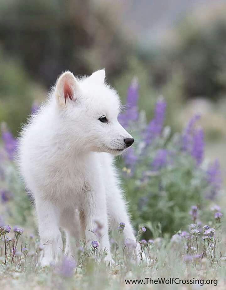 White Wolf Baby Wallpapers