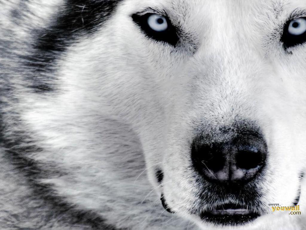 White Wolf Baby Wallpapers