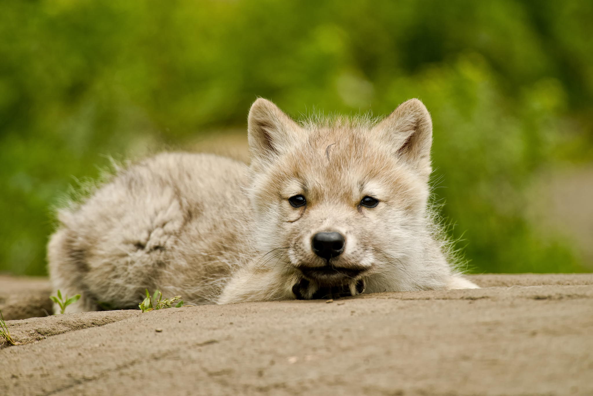 White Wolf Baby Wallpapers