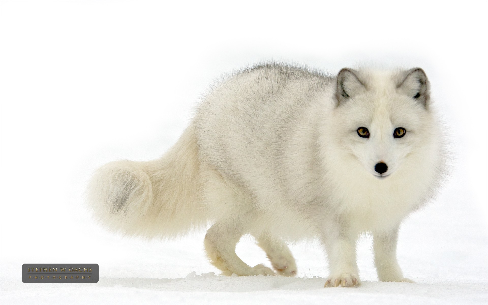 White Wolf Baby Wallpapers