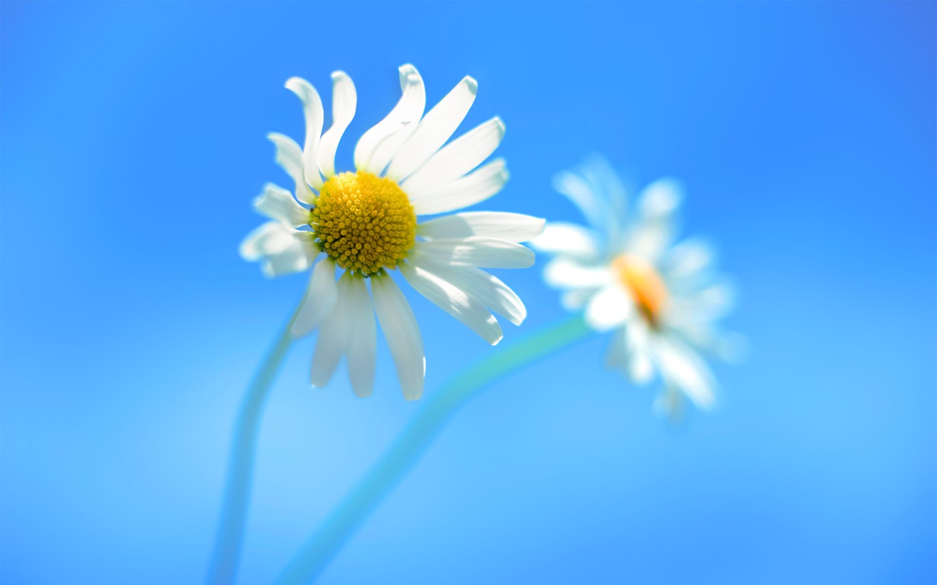 Windows Flower Wallpapers