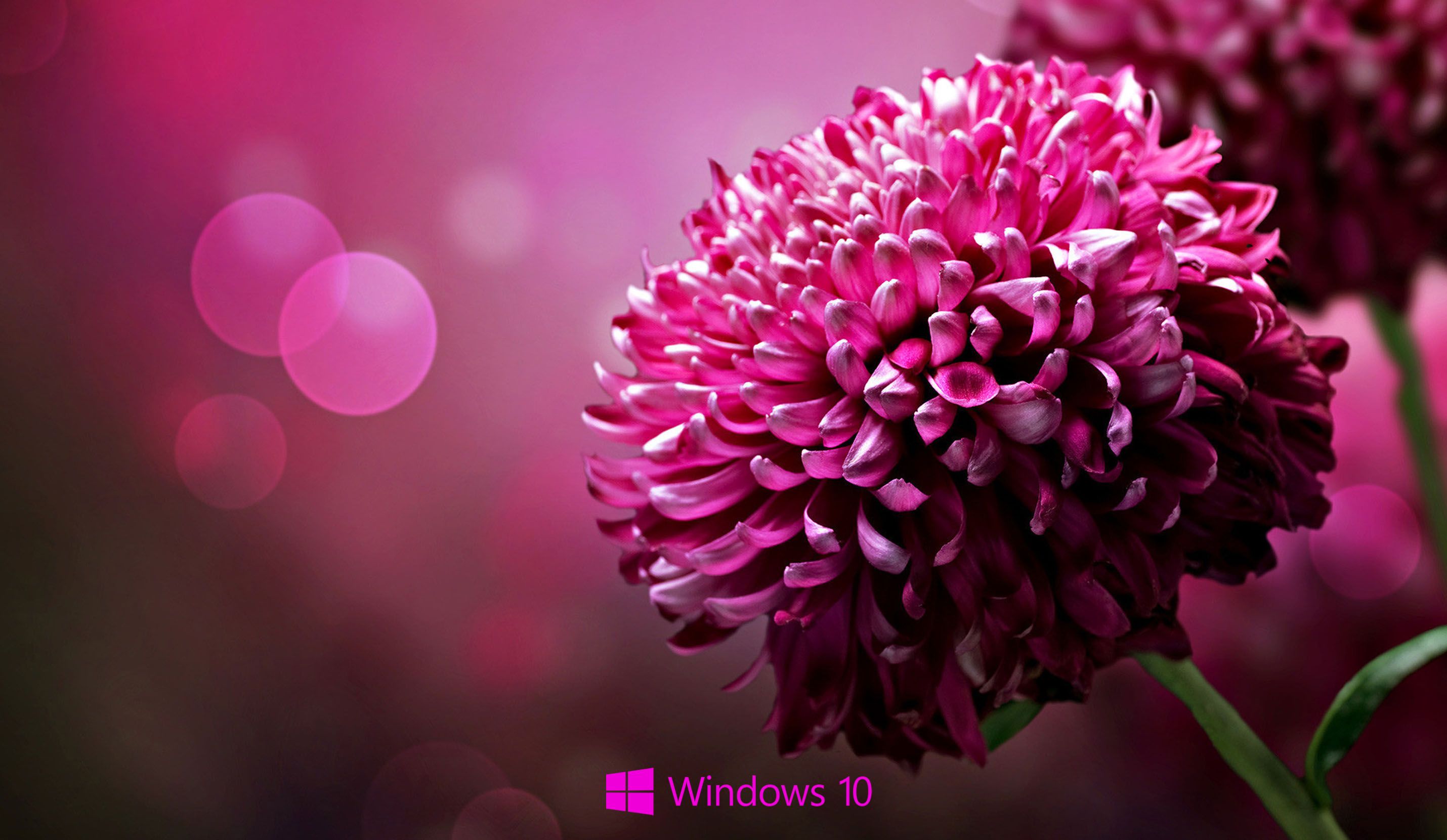 Windows Flower Wallpapers