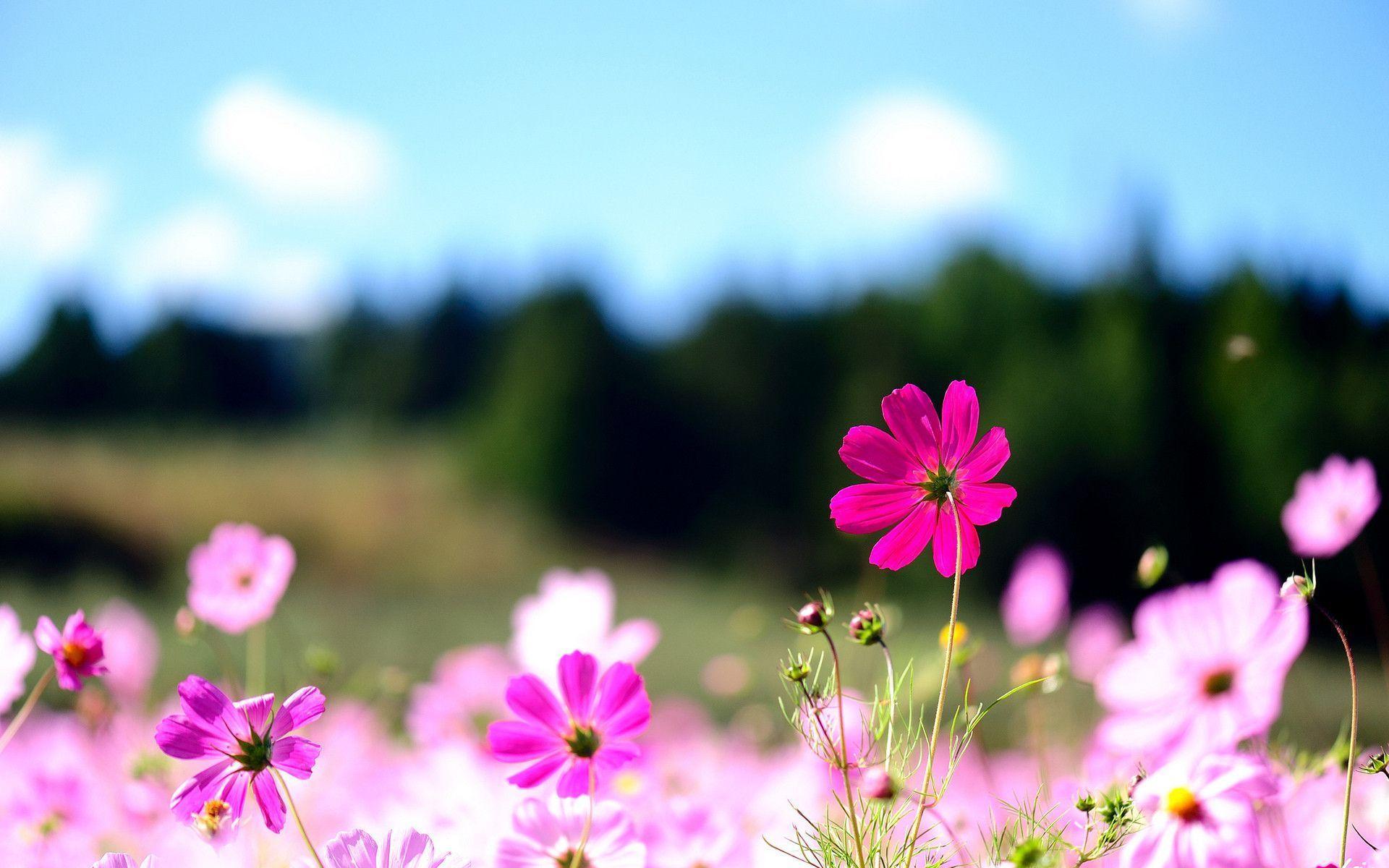 Windows Flower Wallpapers