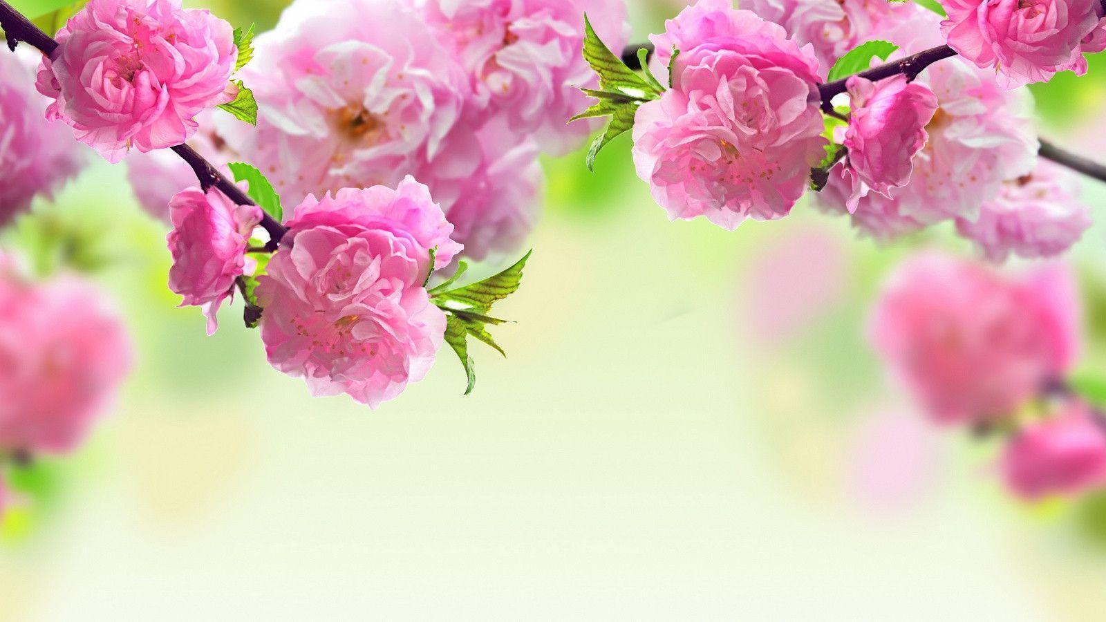 Windows Flower Wallpapers